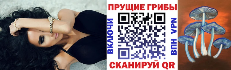 kraken   Каменногорск  Псилоцибиновые грибы мицелий 